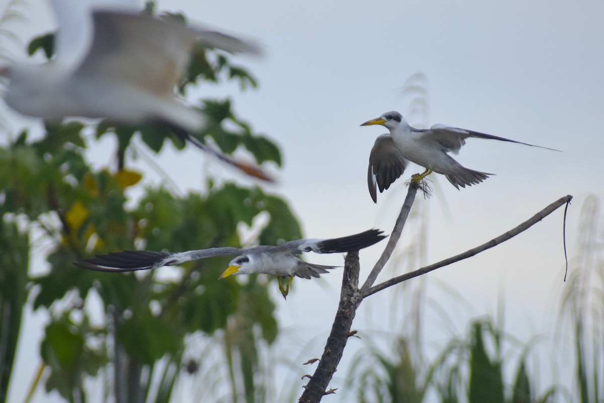 Large-billed Tern - ML638302415