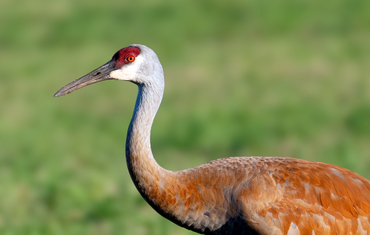 Sandhill Crane - ML638302418
