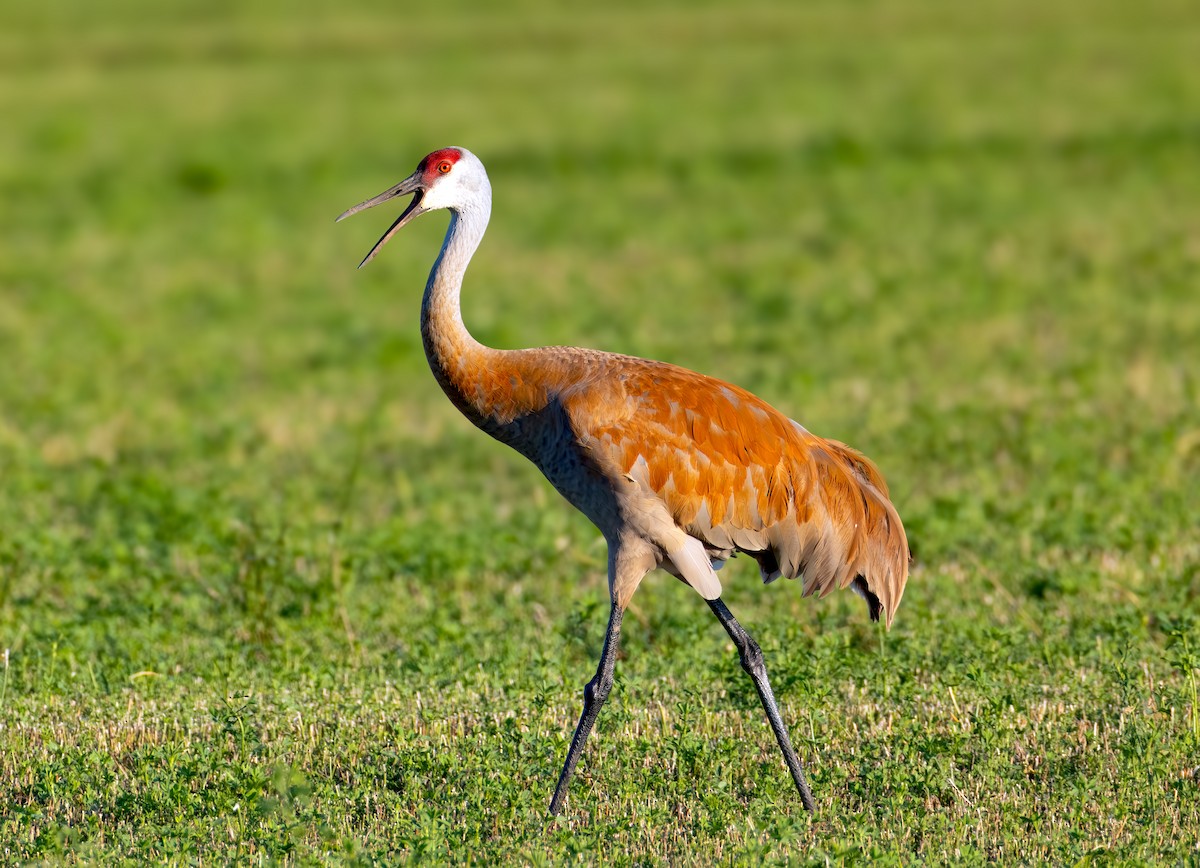 Sandhill Crane - ML638302419