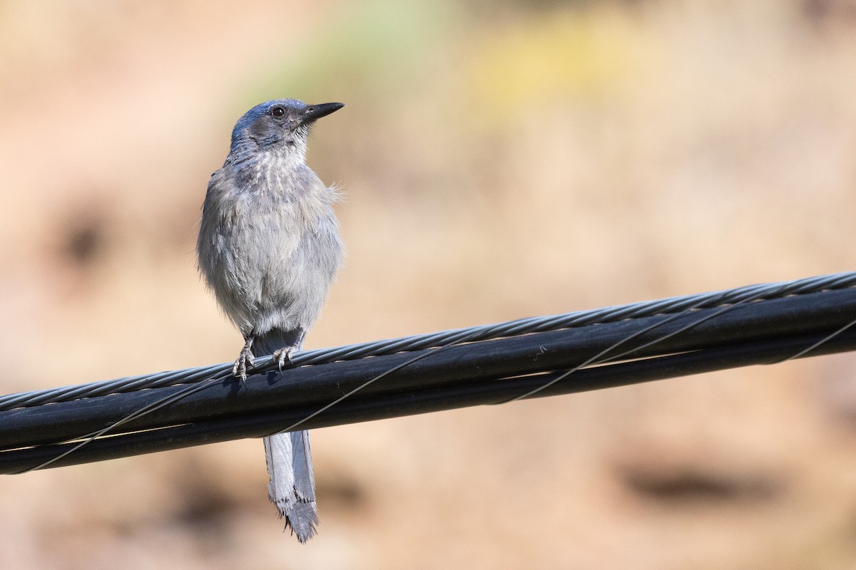 Woodhouse's Scrub-Jay - ML638302426