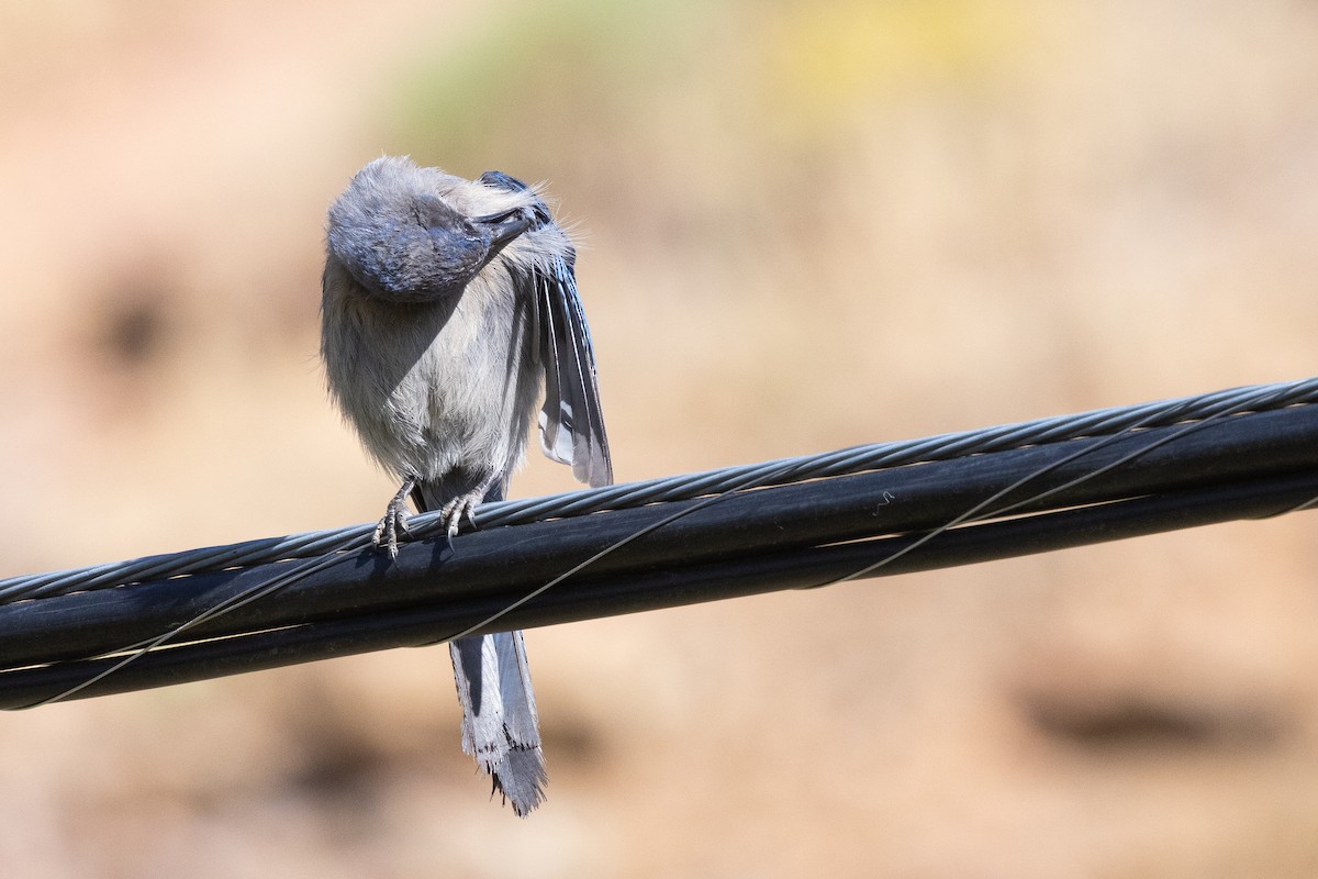 Woodhouse's Scrub-Jay - ML638302427