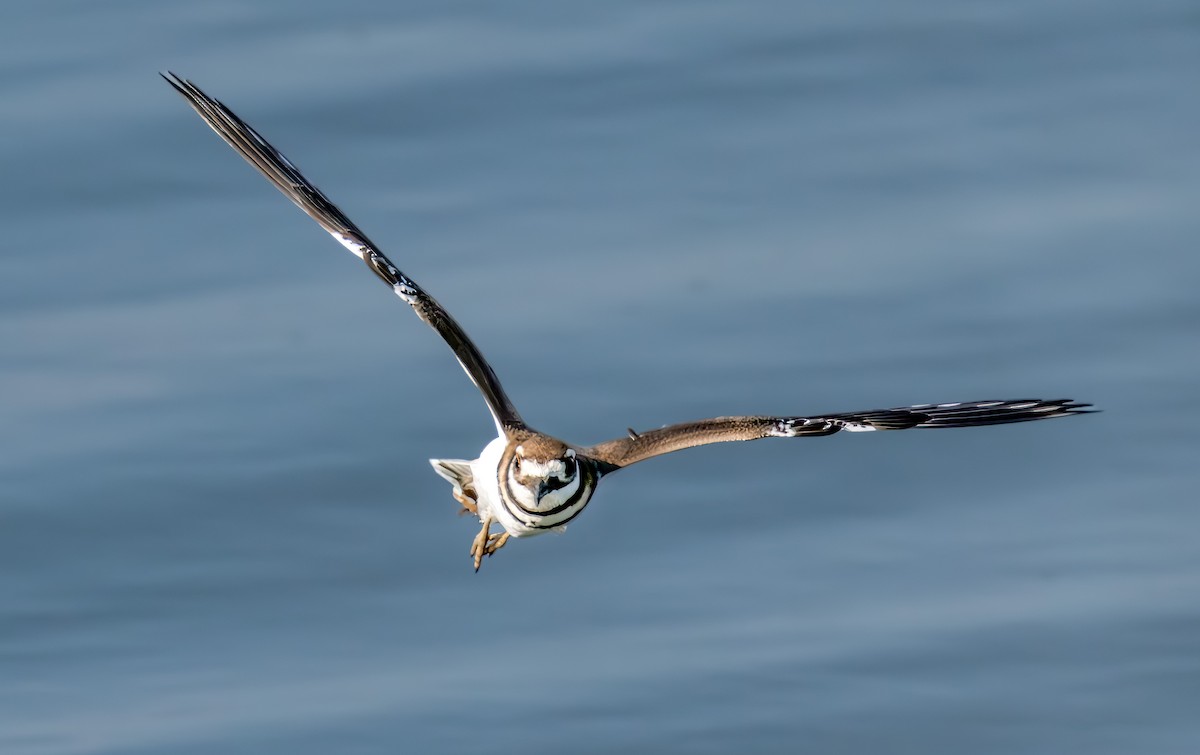 Killdeer - ML638302430