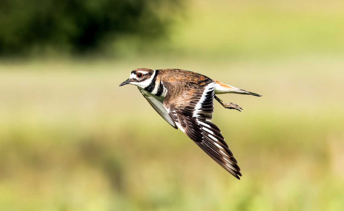 Killdeer - ML638302431