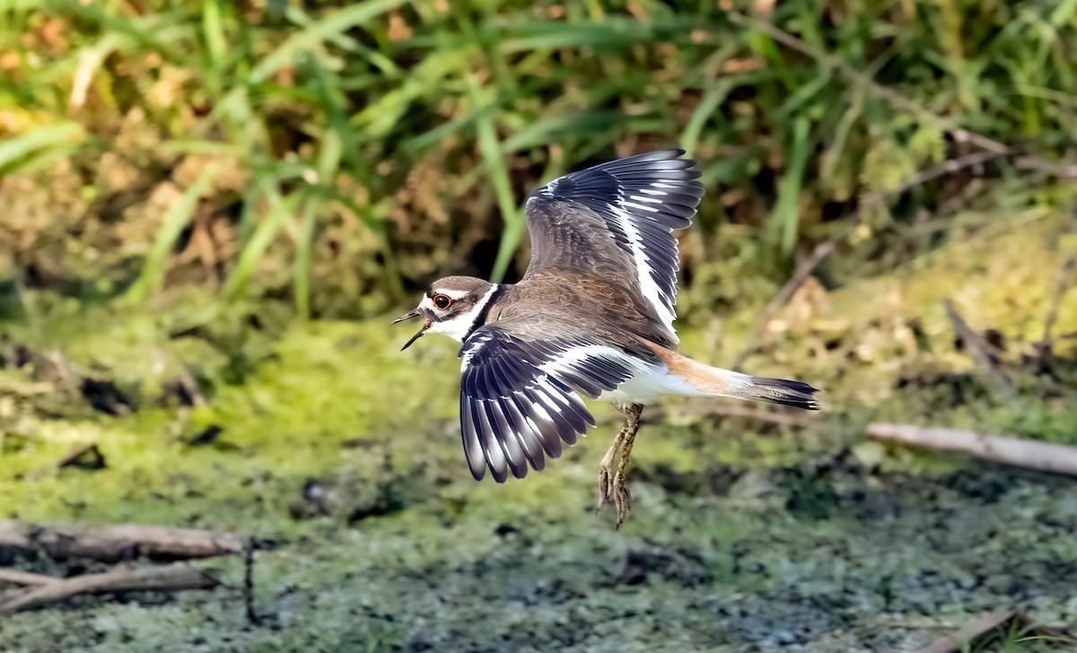 Killdeer - ML638302433
