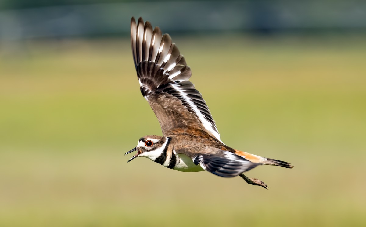 Killdeer - ML638302434