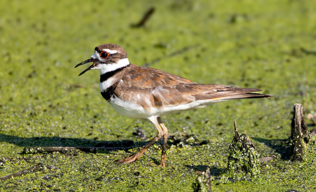 Killdeer - ML638302436