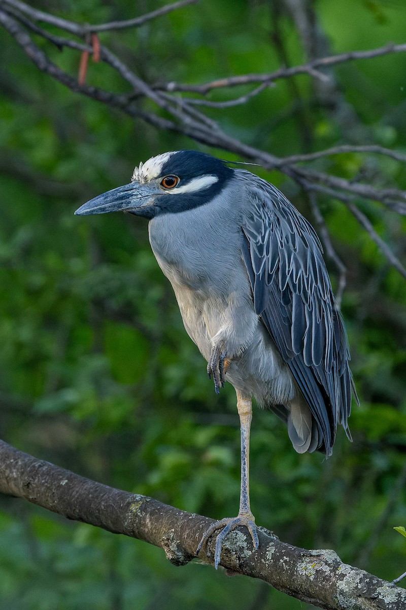 Yellow-crowned Night Heron - ML638302437