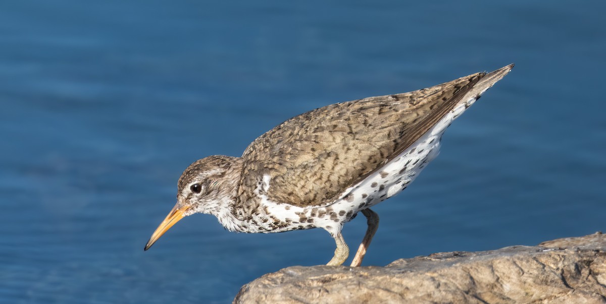 Spotted Sandpiper - ML638302441