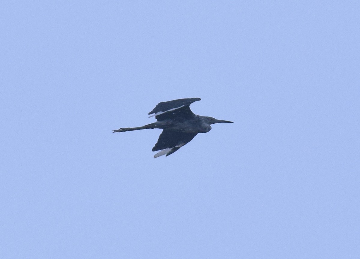 Little Blue Heron - ML638302443
