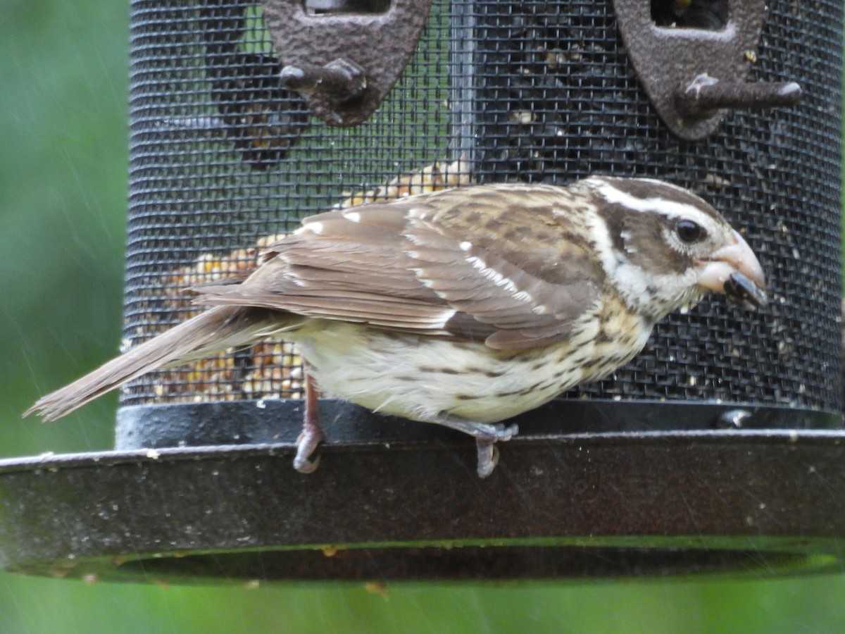 Rose-breasted Grosbeak - ML638302446