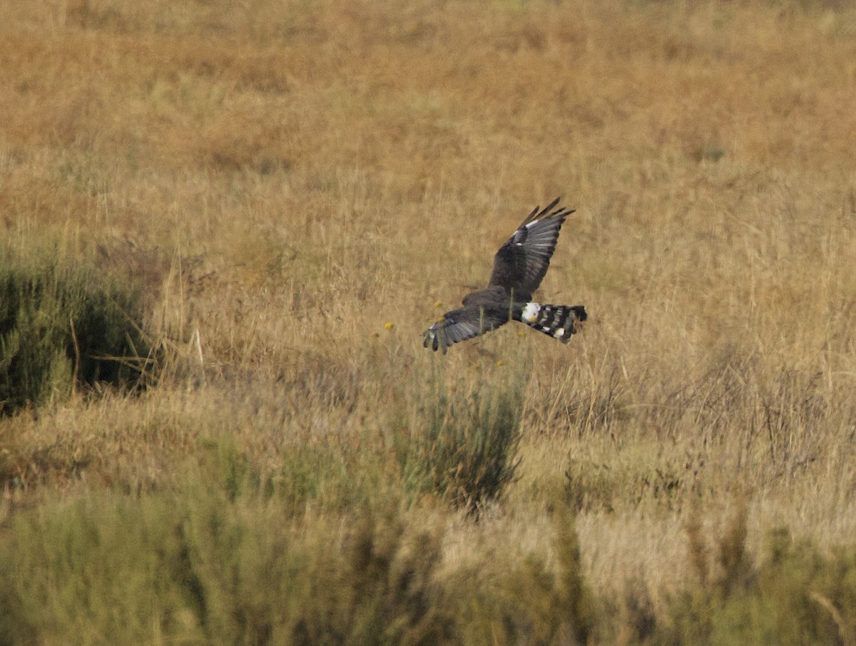 Black Harrier - ML638302447