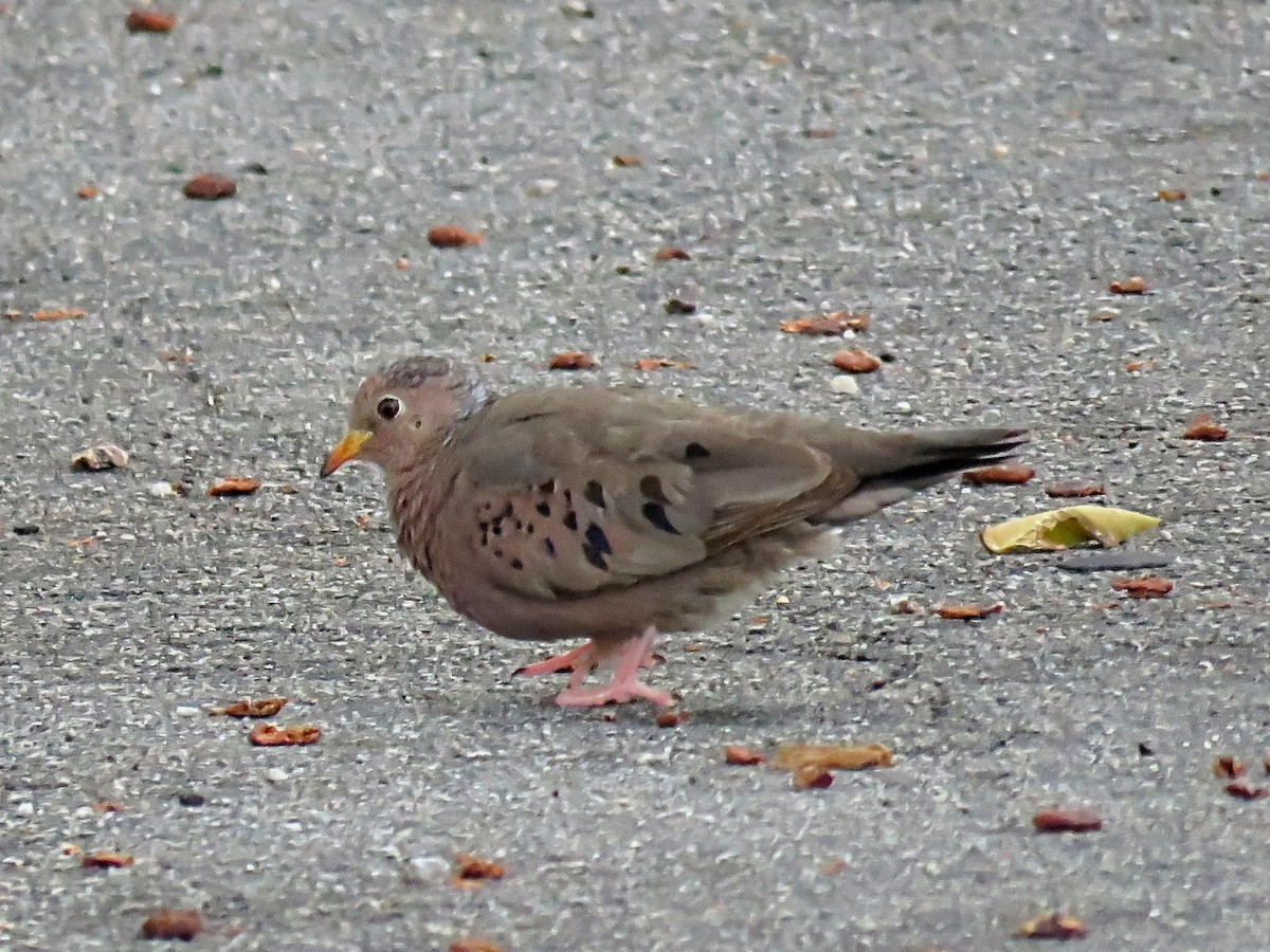 Common Ground Dove - ML638302451