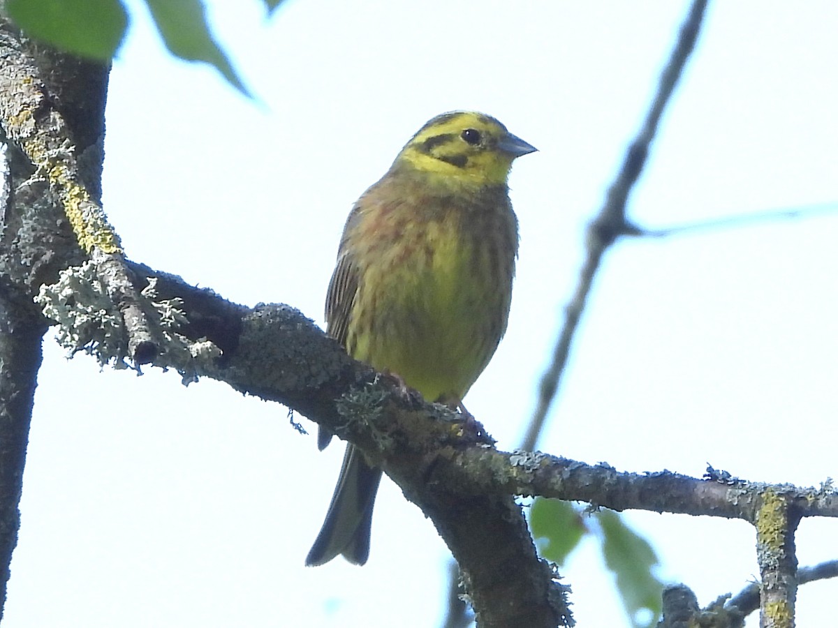 Yellowhammer - ML638302453