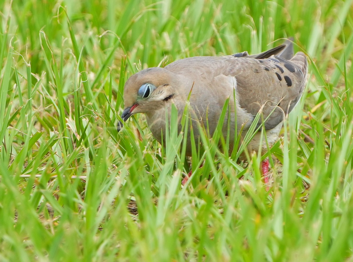 Mourning Dove - ML638302461