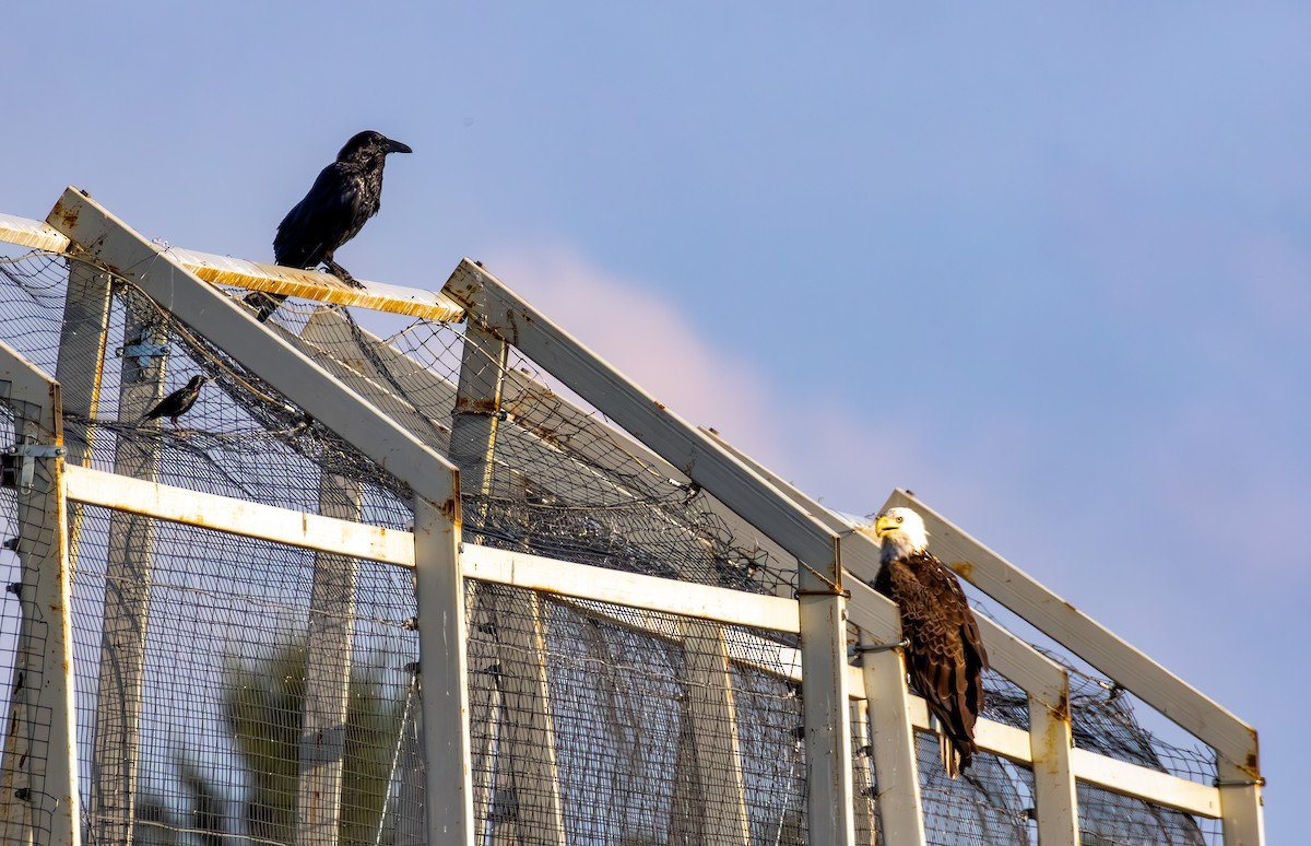 Bald Eagle - ML638302475