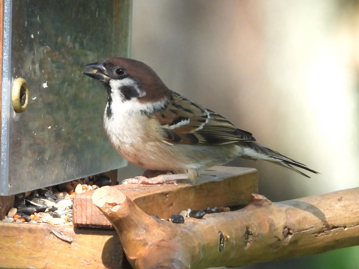 Eurasian Tree Sparrow - ML638302479