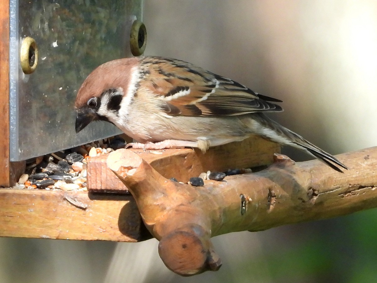 Eurasian Tree Sparrow - ML638302480