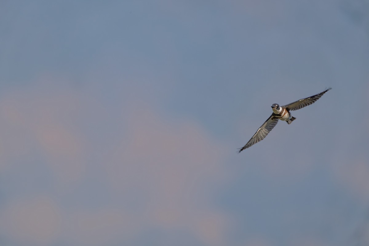 Belted Kingfisher - ML638302486