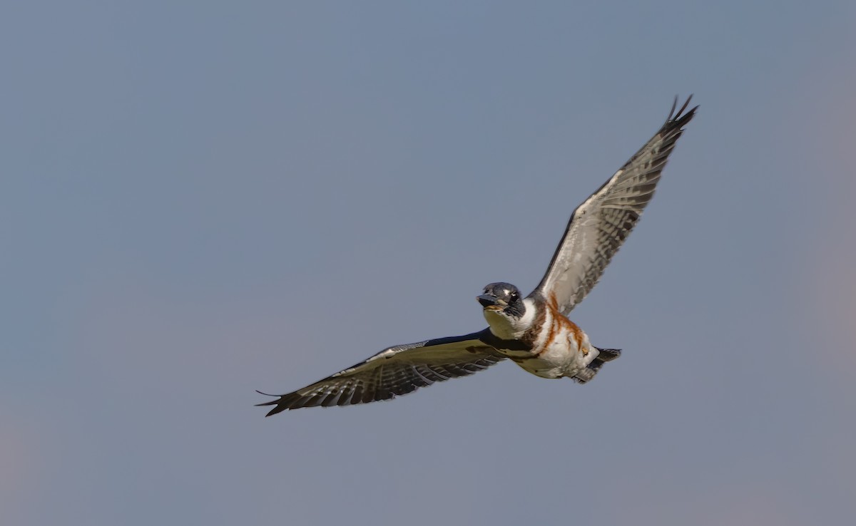 Belted Kingfisher - ML638302487