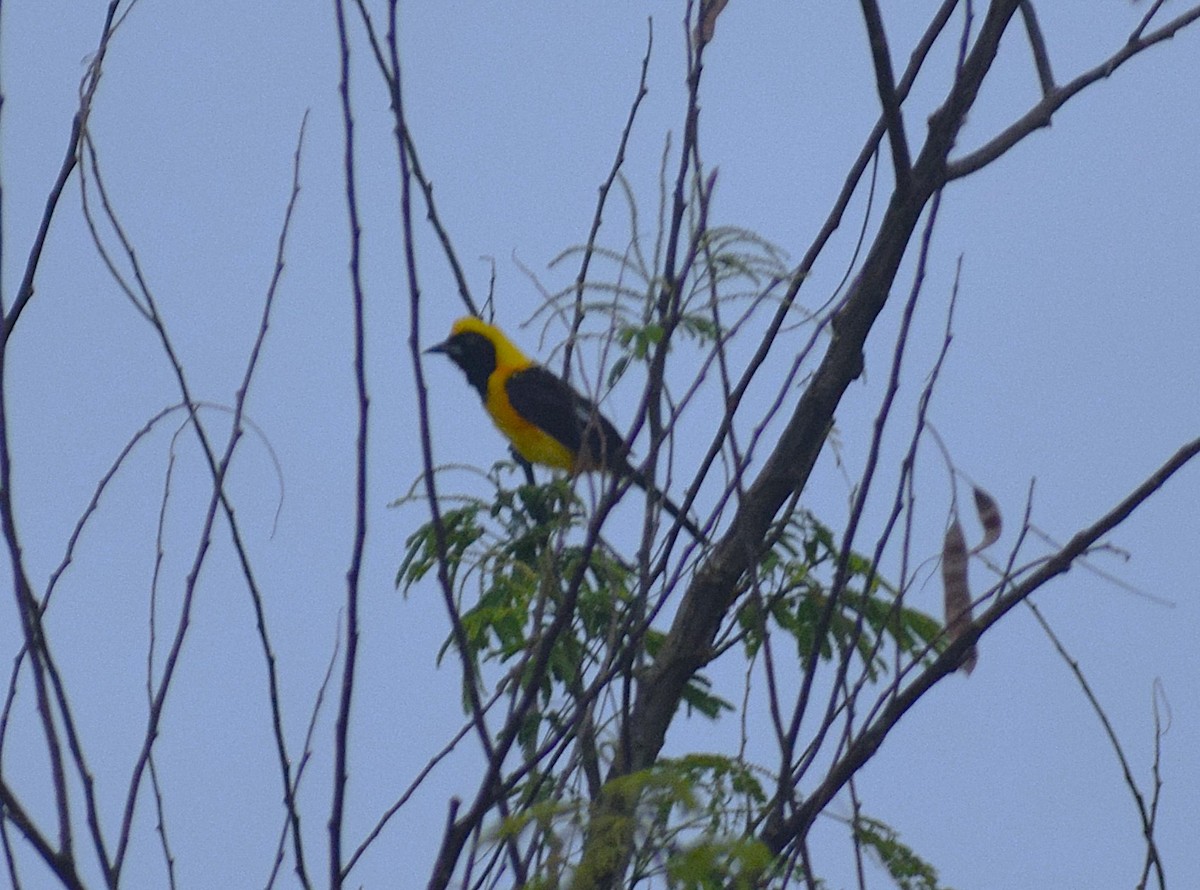 Orange-backed Troupial - ML638302488