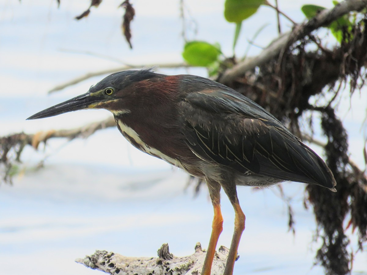 Green Heron - ML638302489