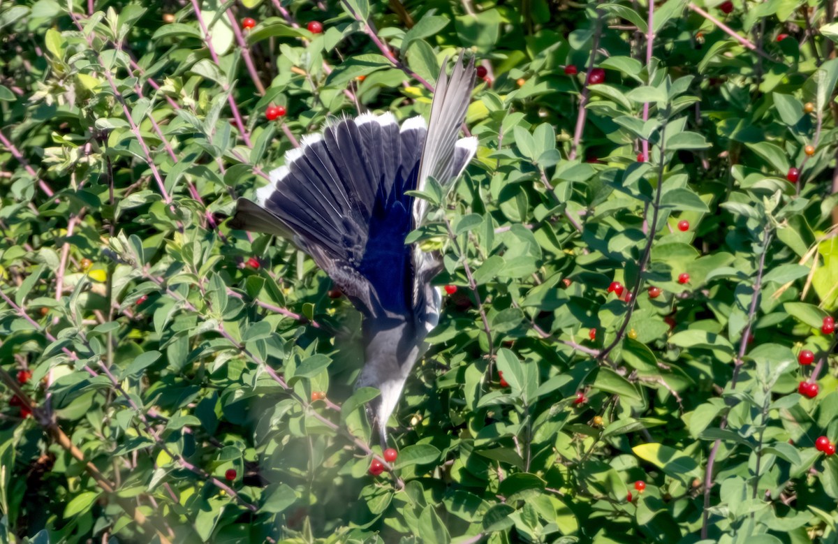 Eastern Kingbird - ML638302495
