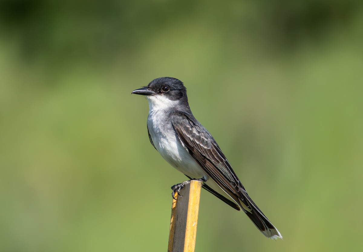 Eastern Kingbird - ML638302496