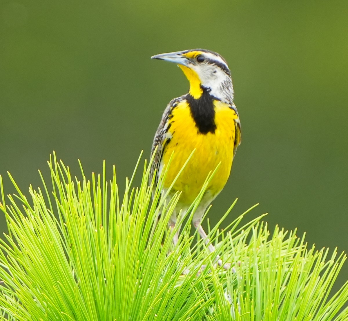 Eastern Meadowlark - ML638302497
