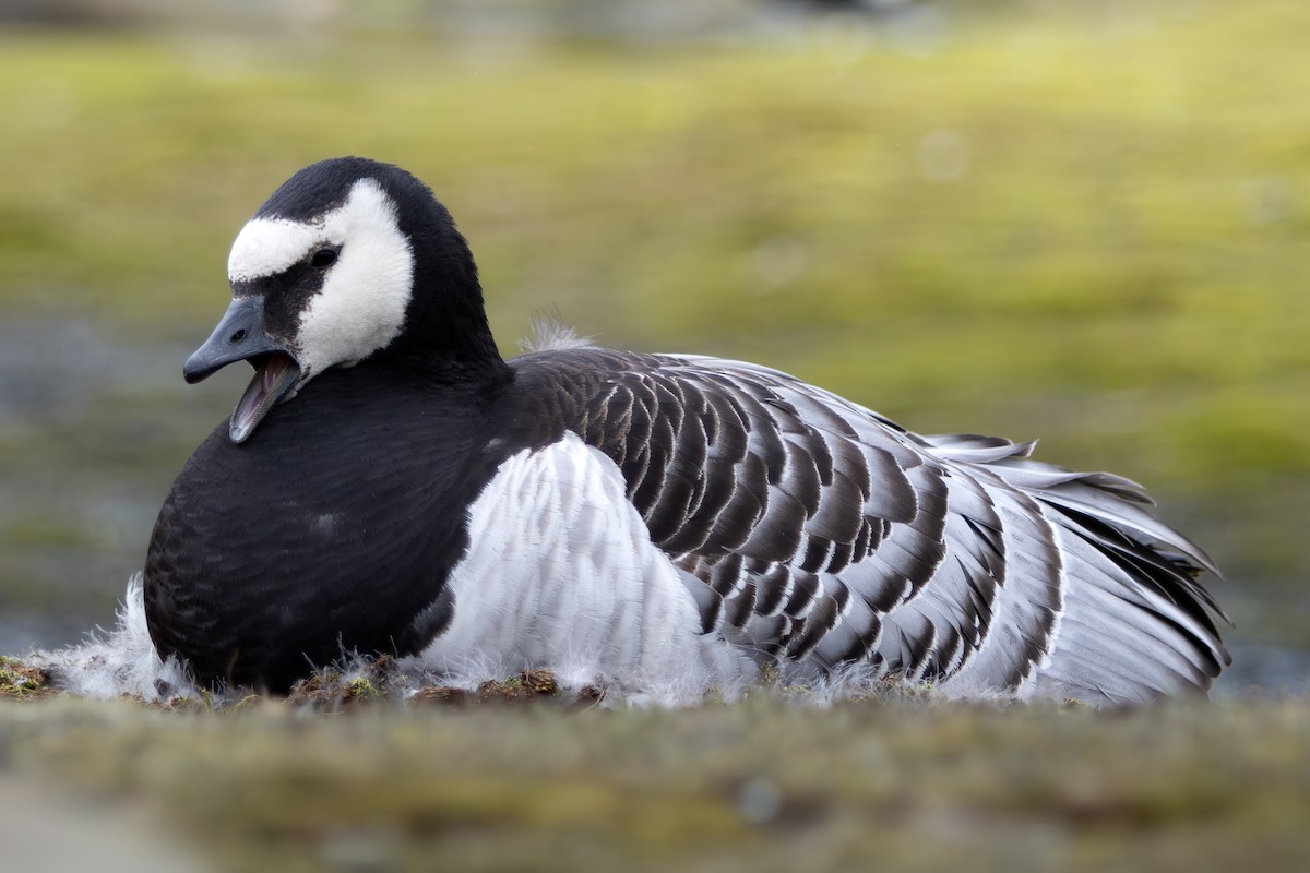 Barnacle Goose - ML638302498