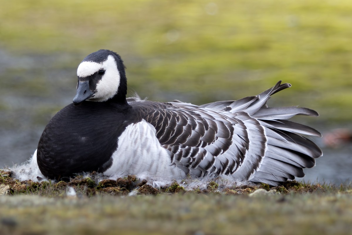 Barnacle Goose - ML638302500