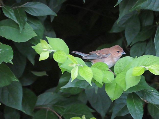 Indigo Bunting - ML638302501