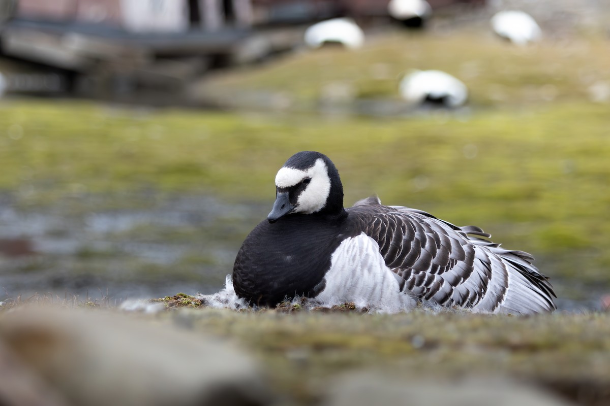 Barnacle Goose - ML638302503