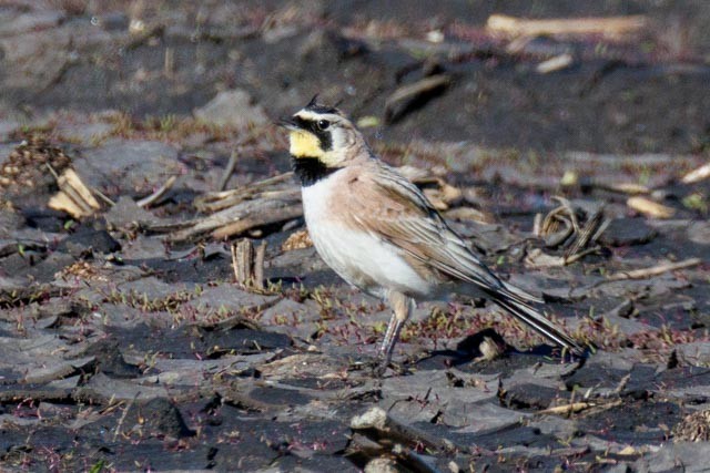 Horned Lark - ML638302504