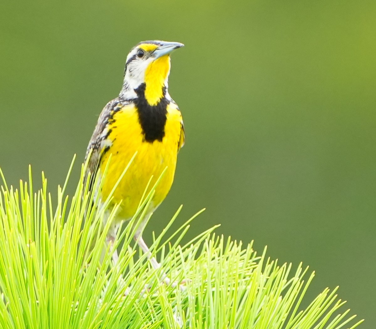 Eastern Meadowlark - ML638302505