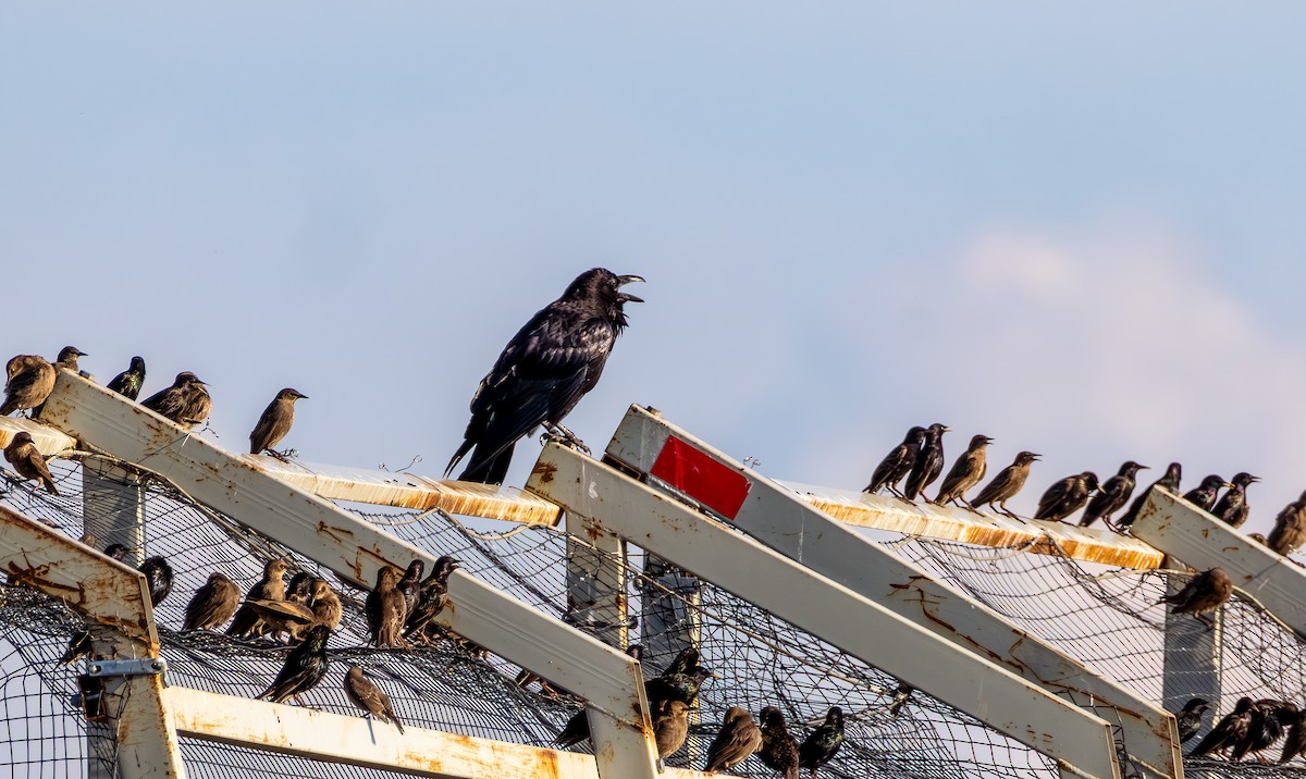 Common Raven - ML638302510