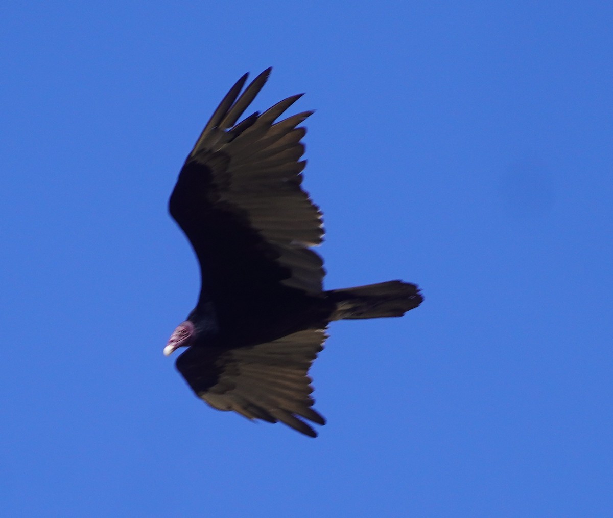 Turkey Vulture - ML638302512