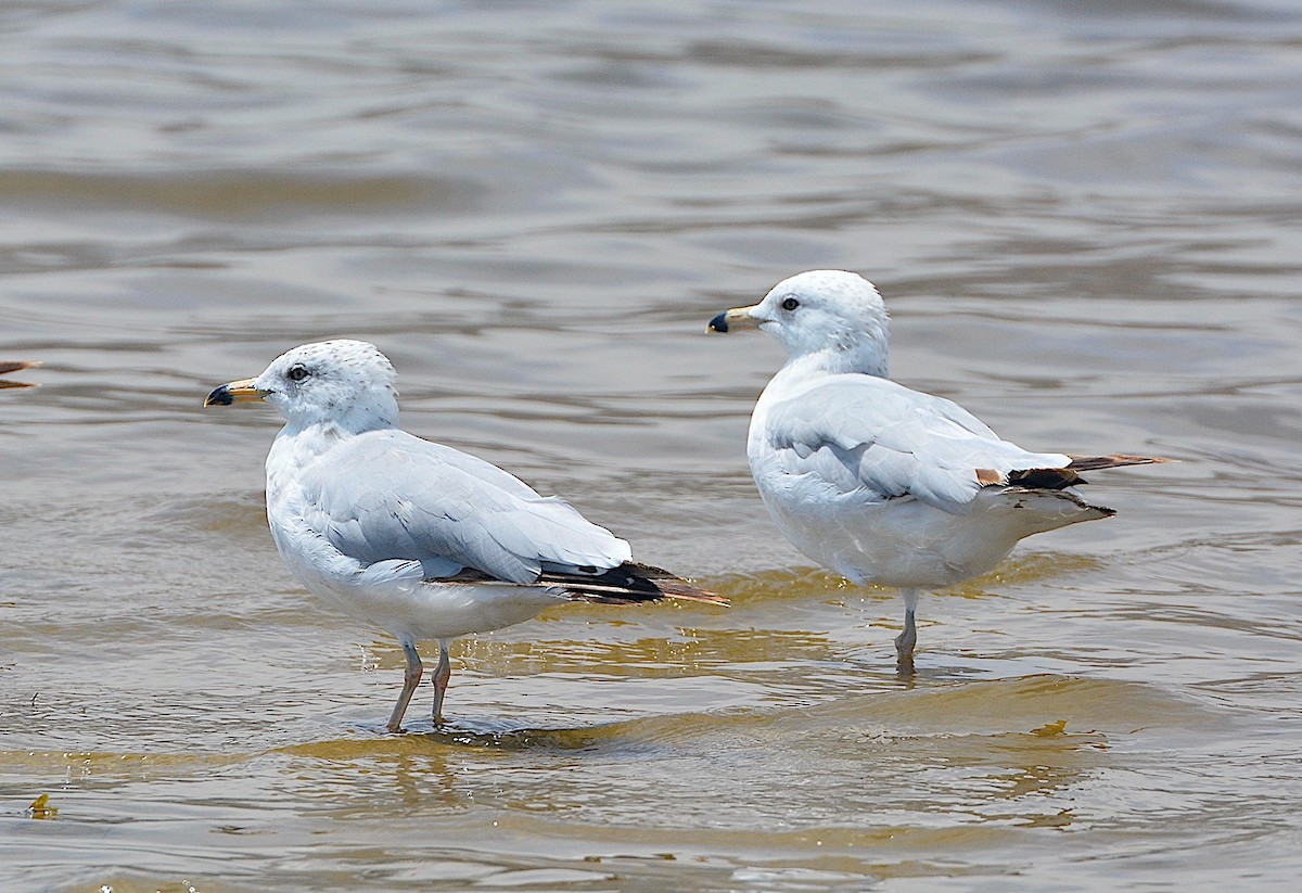 Larus sp. - ML638302513