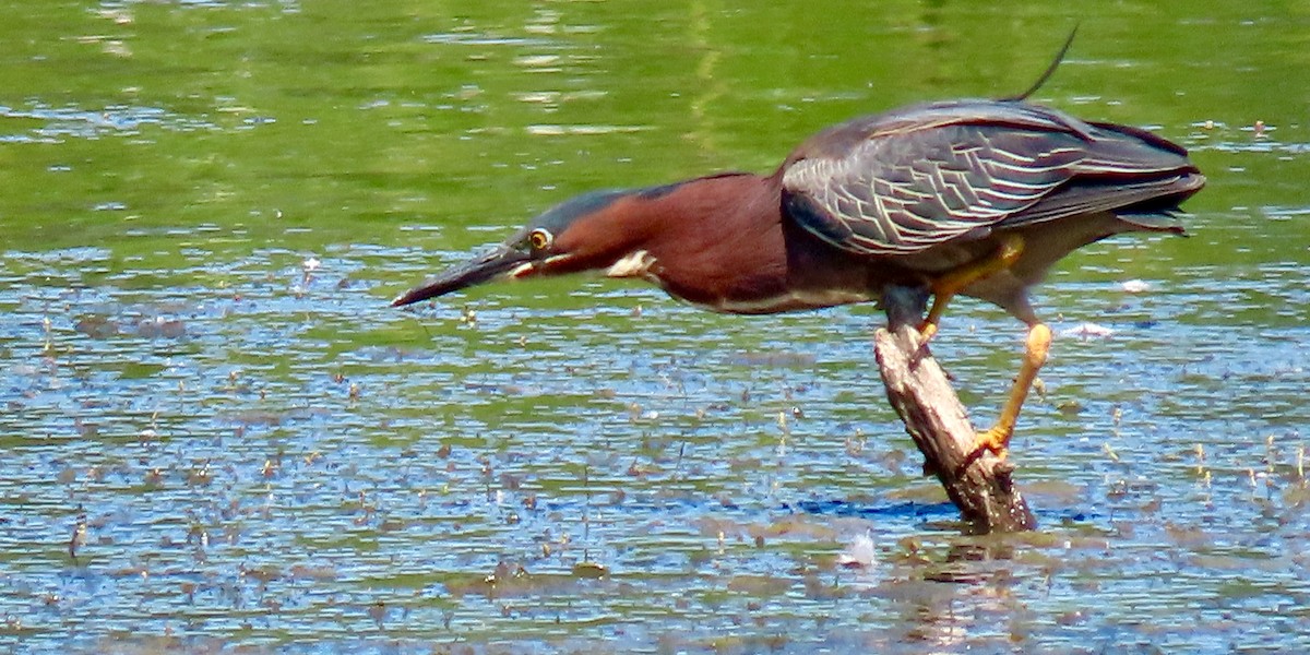 Green Heron - ML638302515