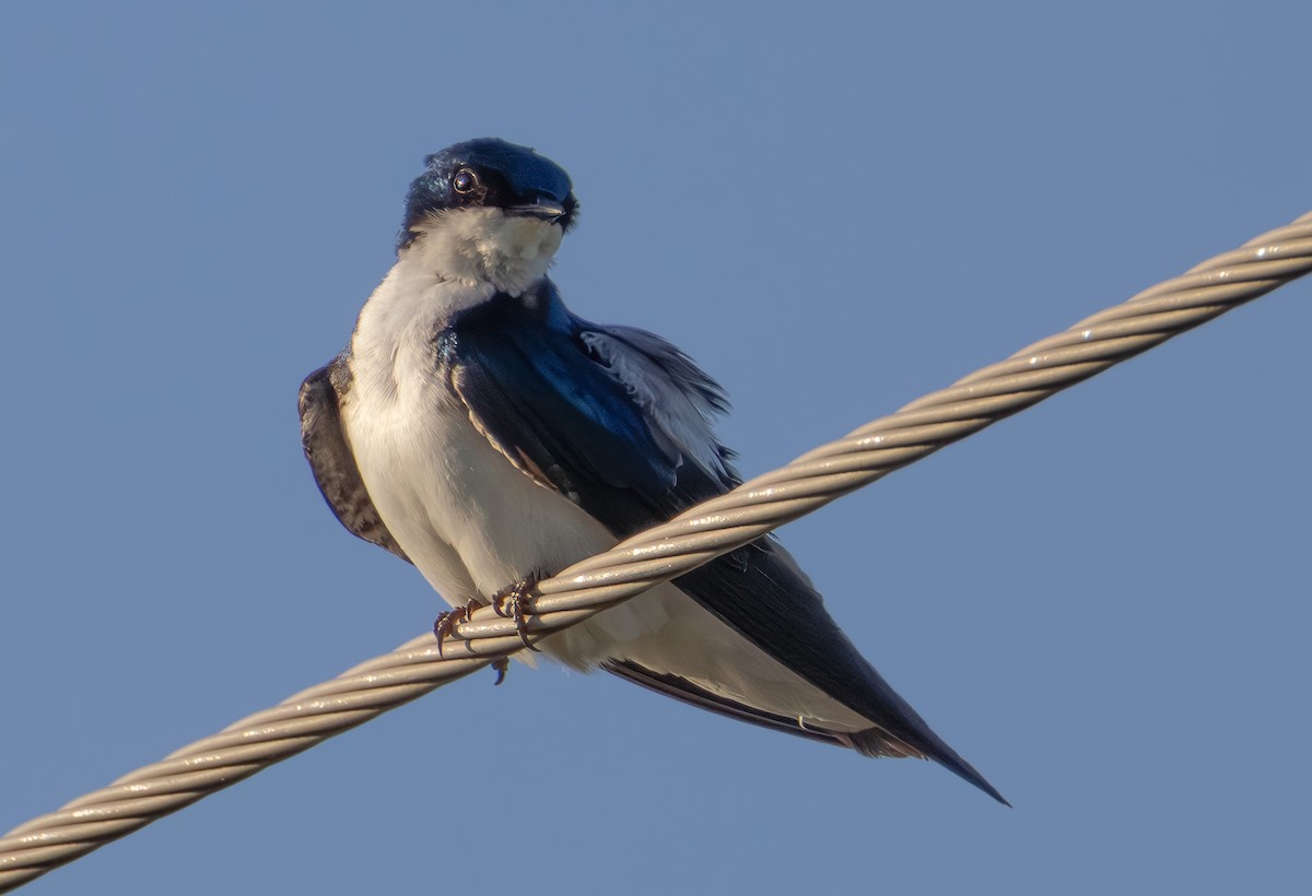 Tree Swallow - ML638302516