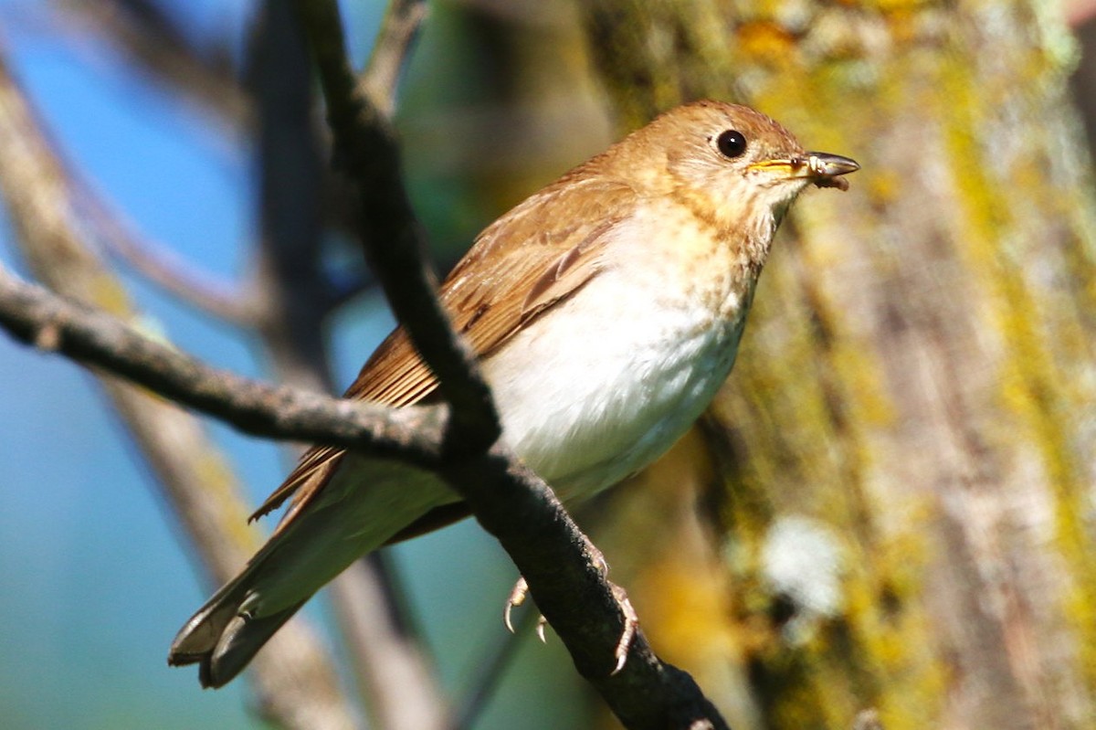 Veery - ML638302517