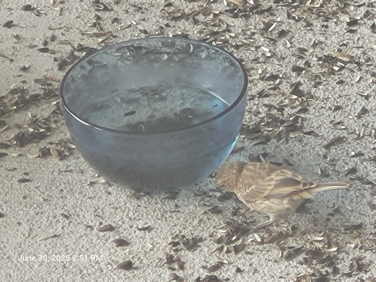 House Finch - ML638302518