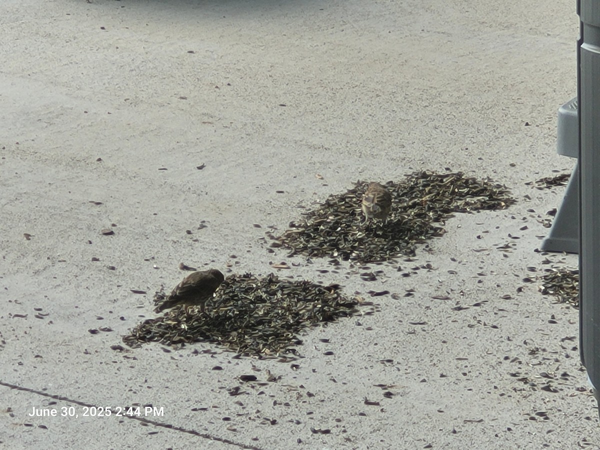 House Finch - ML638302519