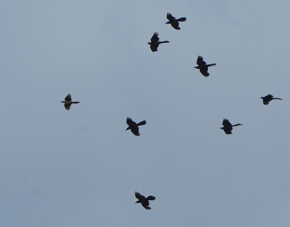 Boat-tailed Grackle - ML638302521