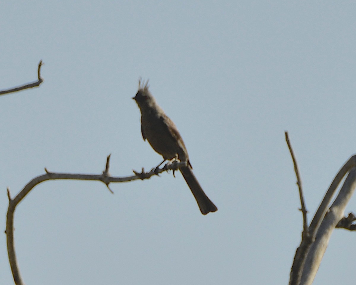 Phainopepla - ML638302524