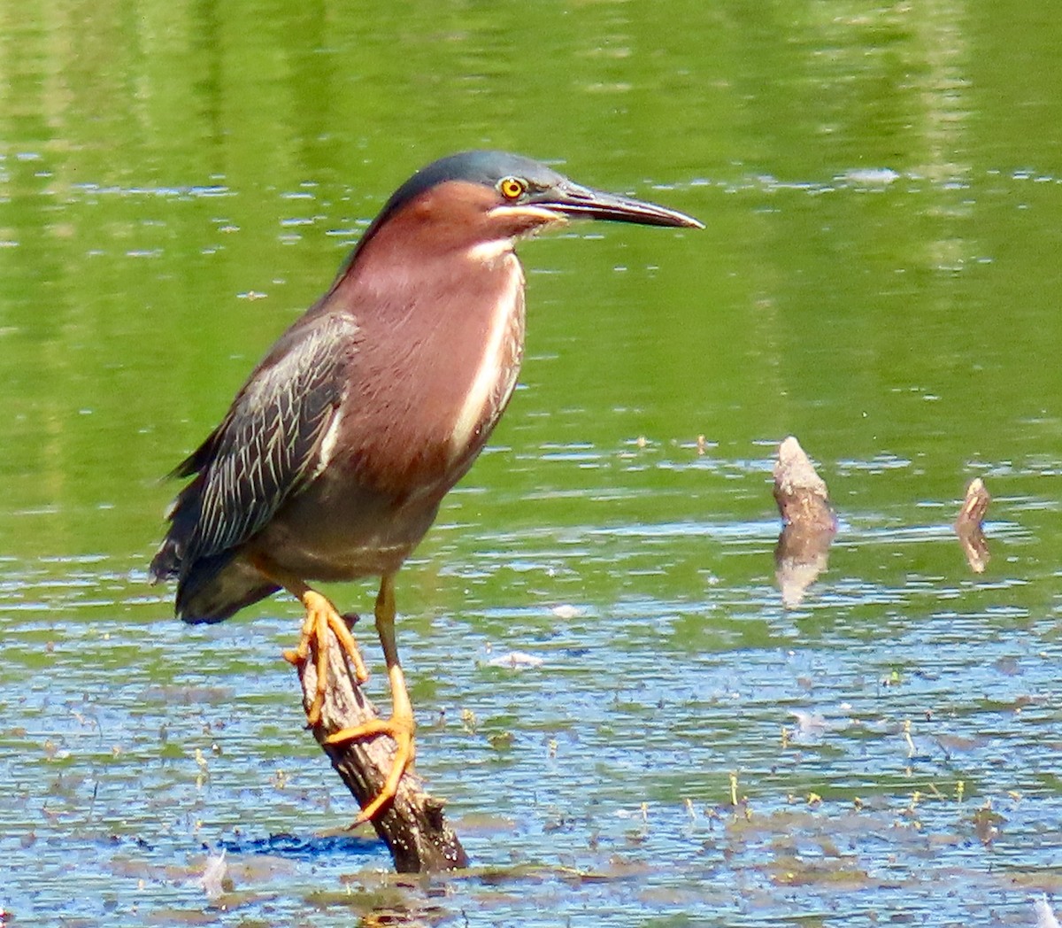 Green Heron - ML638302527