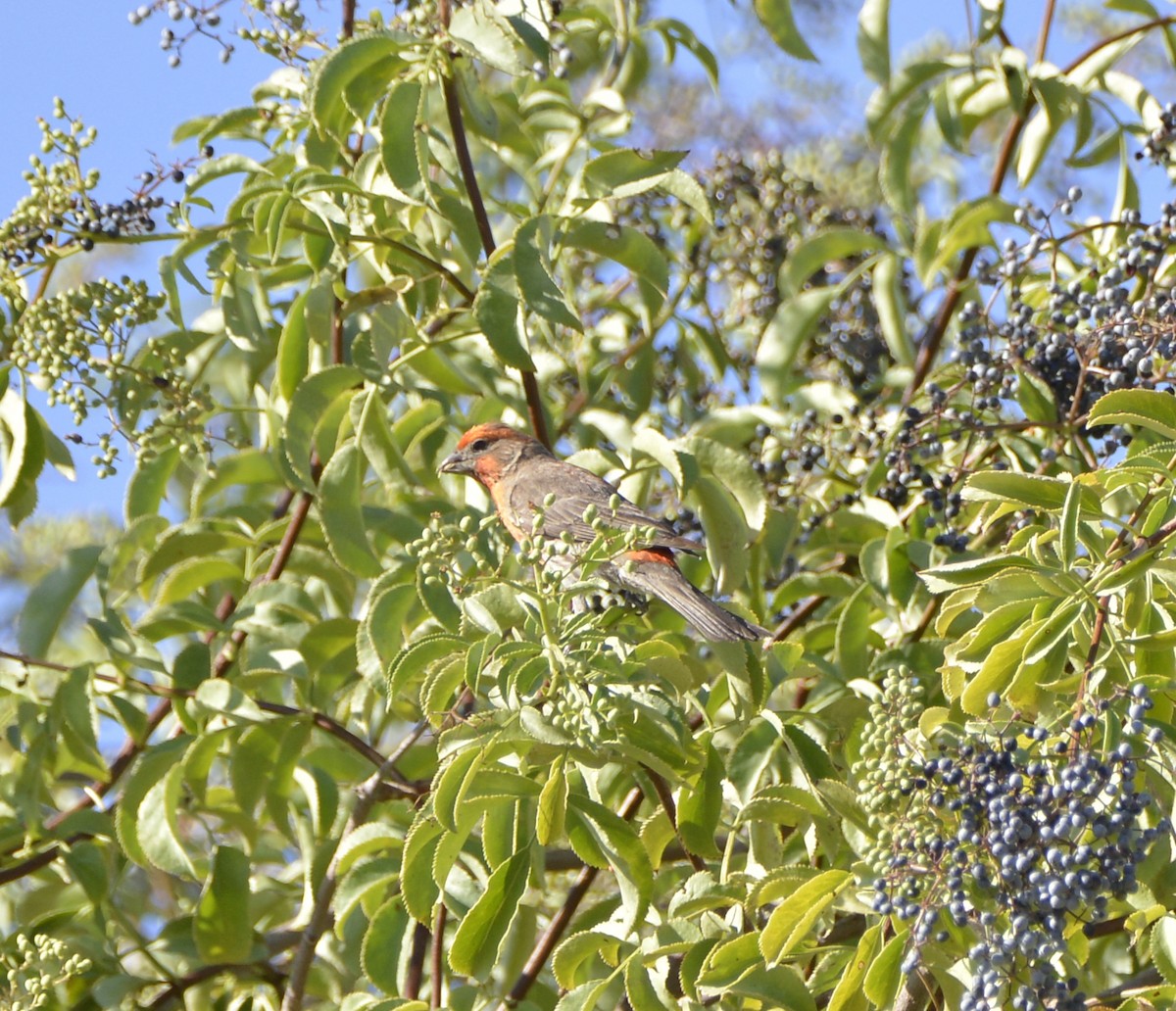 House Finch - ML638302531
