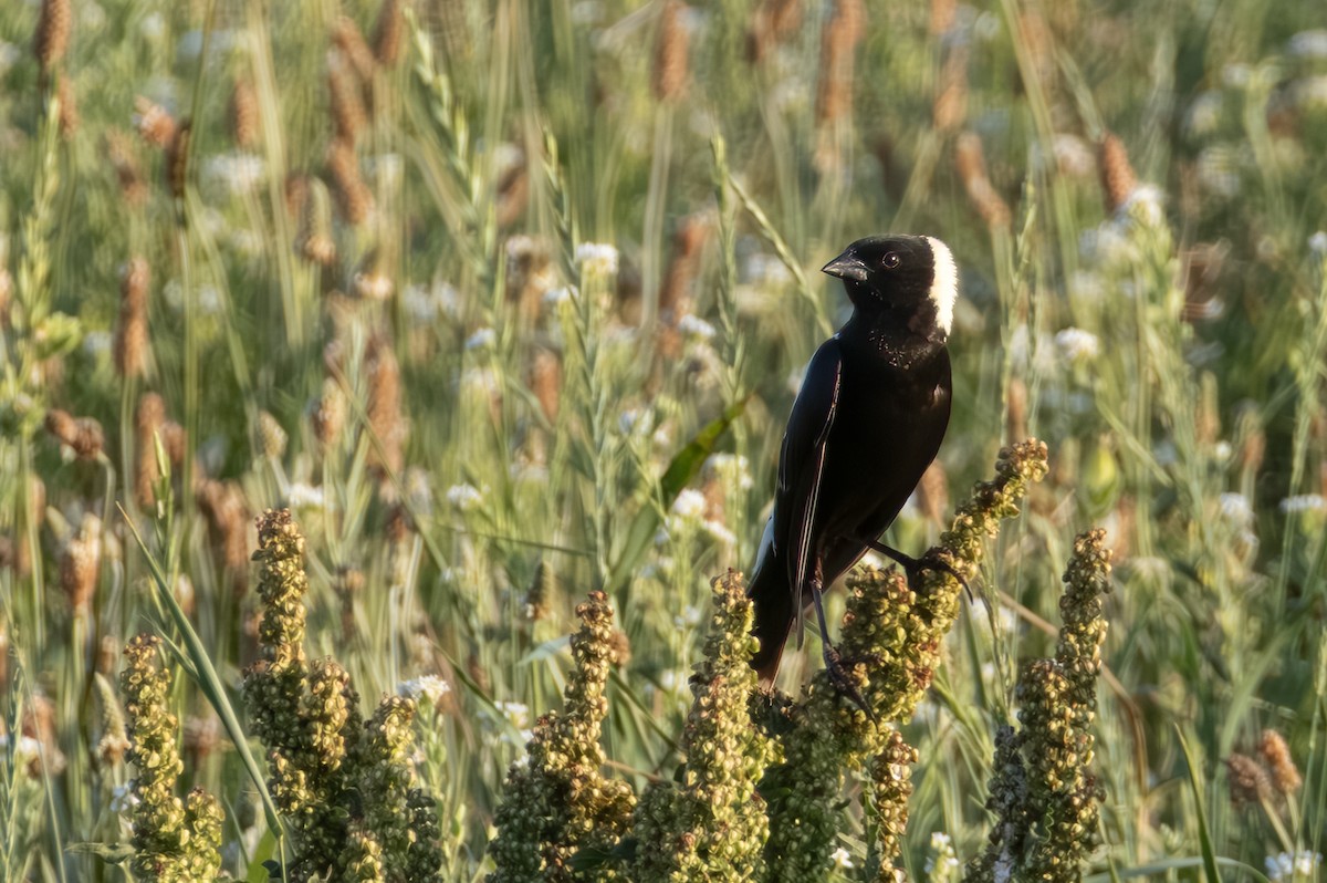 bobolink americký - ML638302533