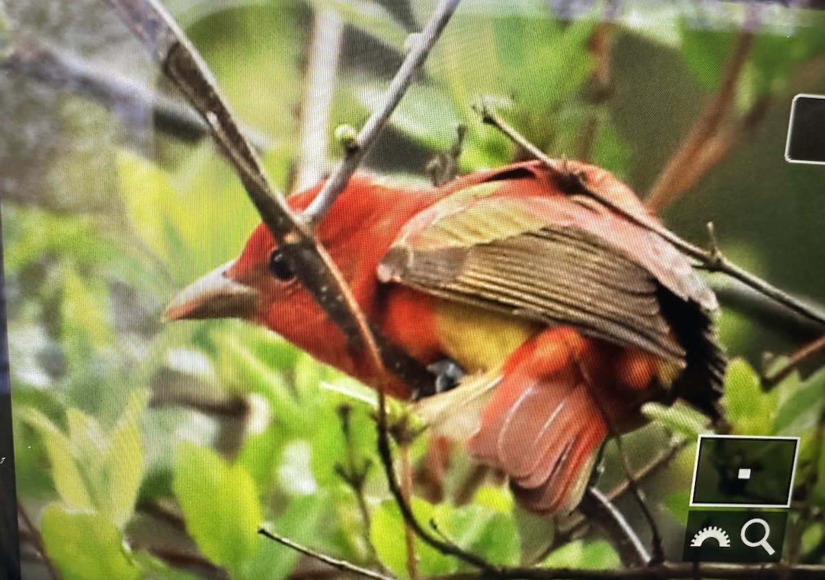 Summer Tanager - ML638302536