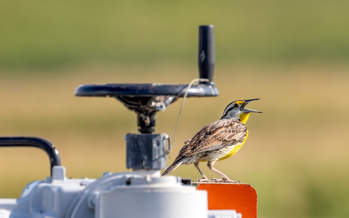 Eastern Meadowlark - ML638302540