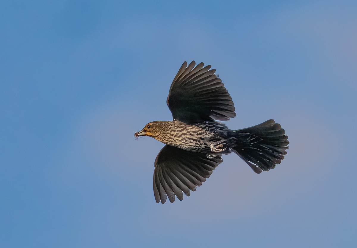 Red-winged Blackbird - ML638302542